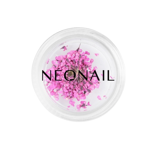 [N10598] Dried Flowers 02 - Fushia