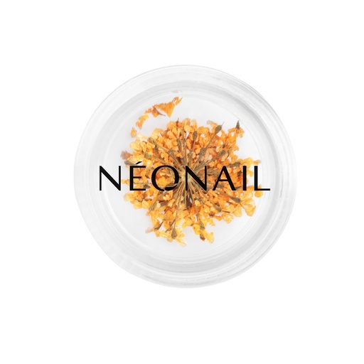 [N10599] Dried Flowers 03 - Orange 